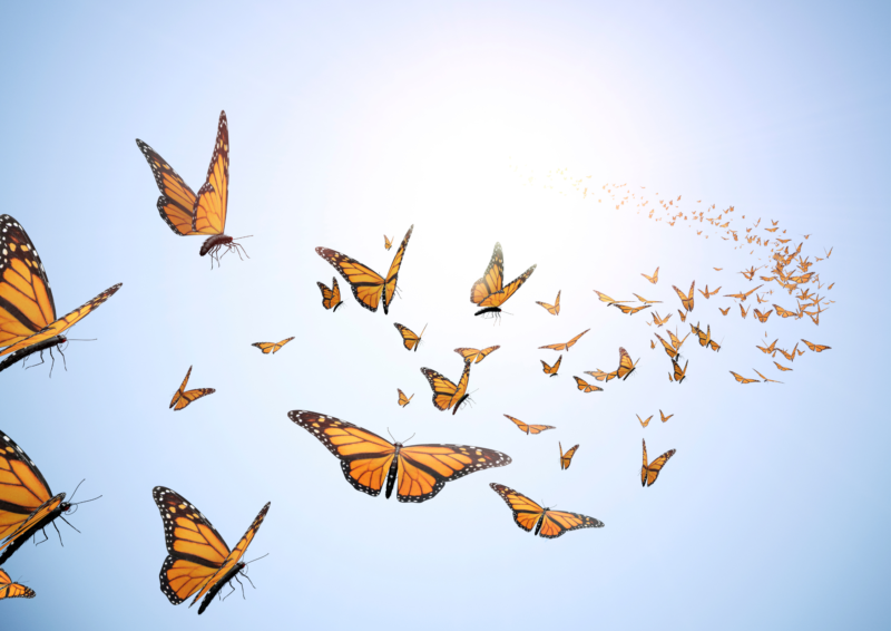 Formation de base en soins palliatifs : Ajoutons de la vie aux jours
